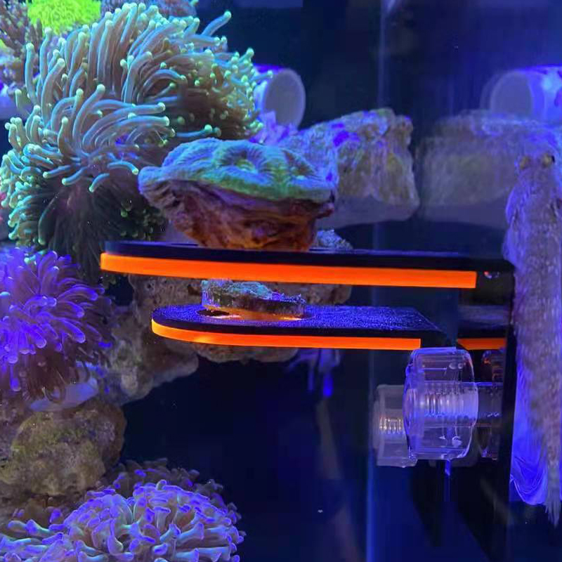 Aquarium Acrylic Fluorescent C - Marine Coral ulasan dan harga