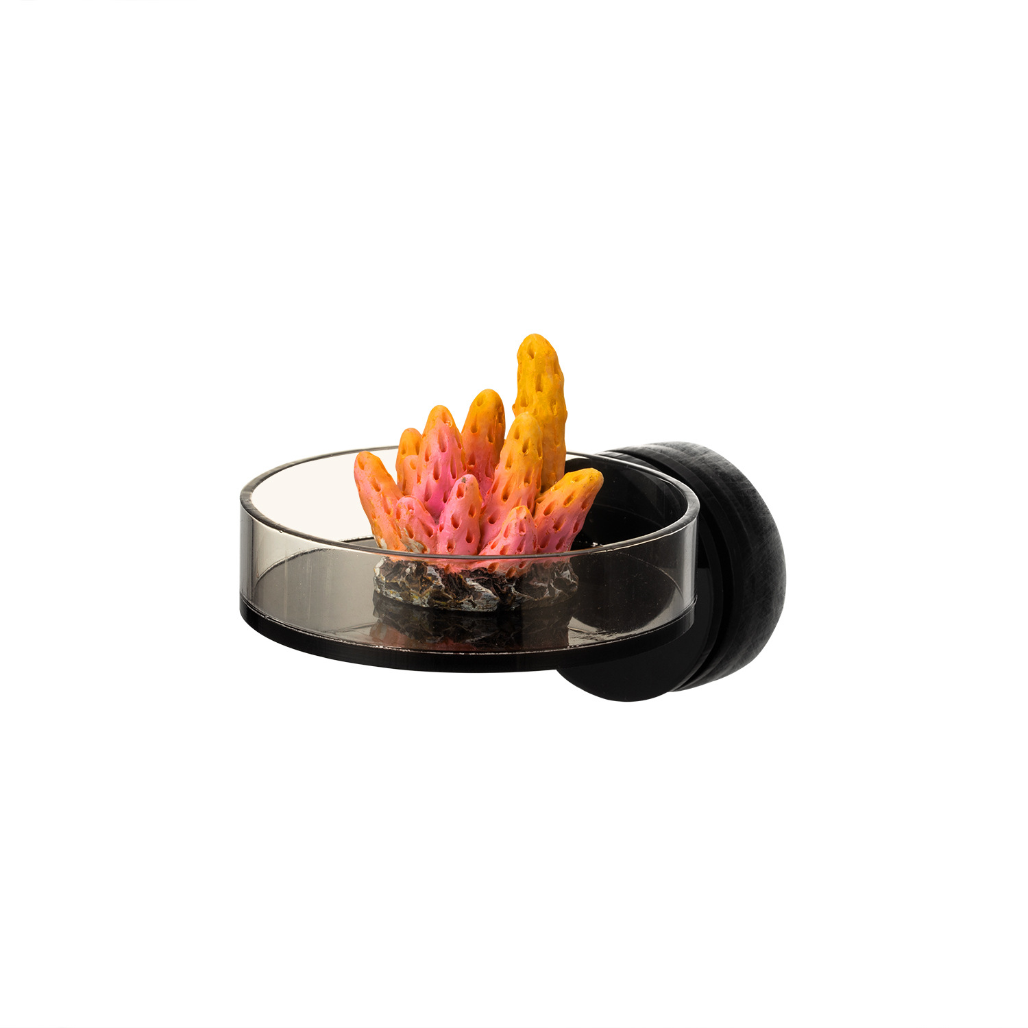 Marine Sources 70mm Black Magn - Marine Coral ulasan dan harga